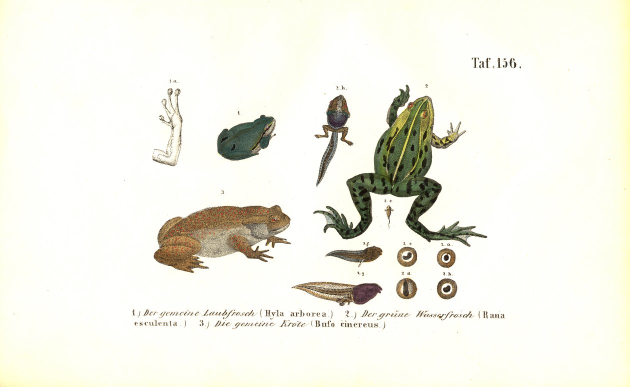 Rana arborícola europea y sapo común de J. W. Tenhaeff
