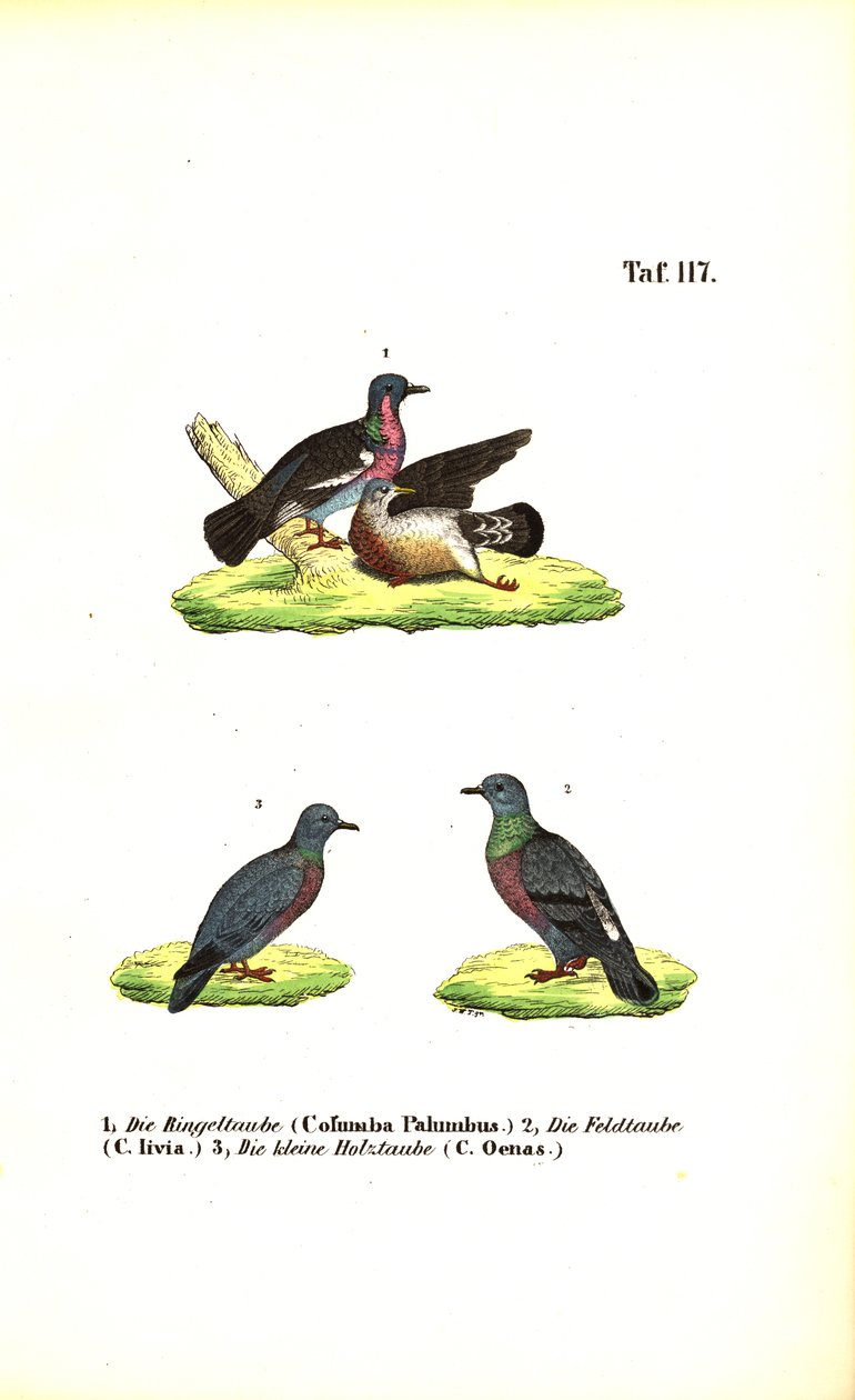 Palomas silvestres europeas de J. W. Tenhaeff