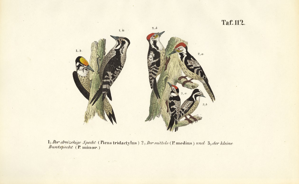 Especies de pájaro carpintero europeo de J. W. Tenhaeff