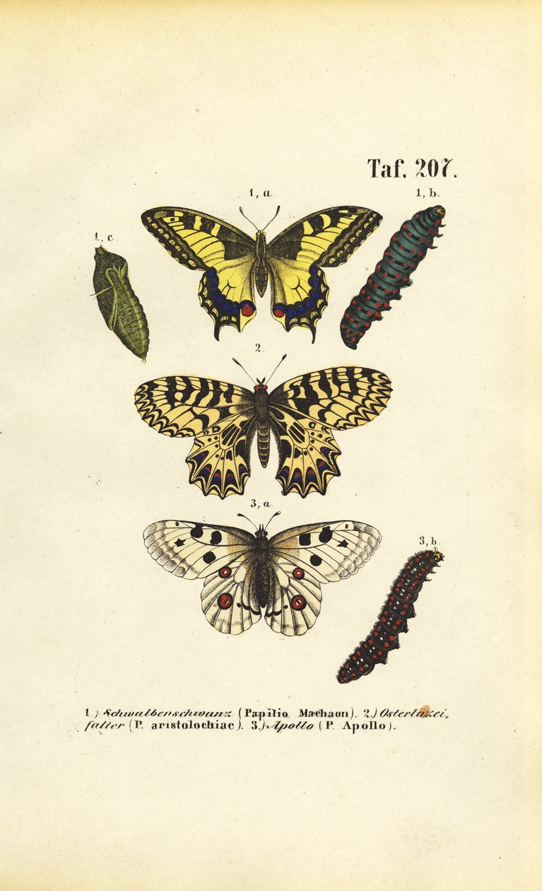 Mariposas europeas con orugas y pupas de J. W. Tenhaeff