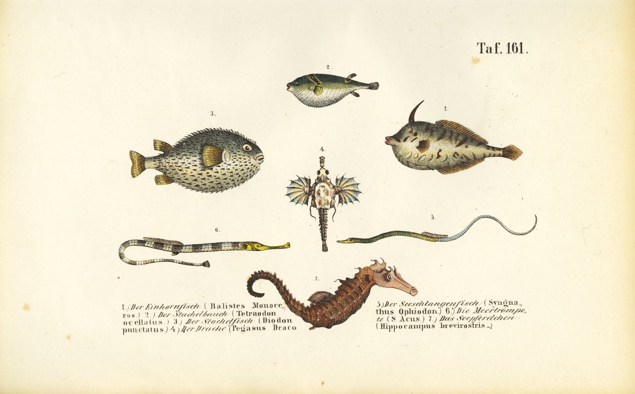 Los peces marinos exóticos y el caballito de mar de J. W. Tenhaeff