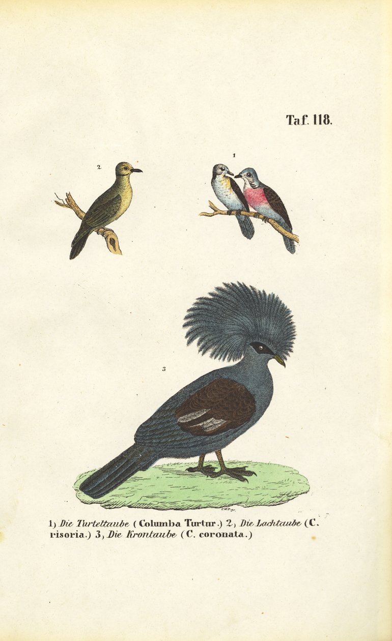 Especies de palomas exóticas y paloma coronada Victoria de J. W. Tenhaeff