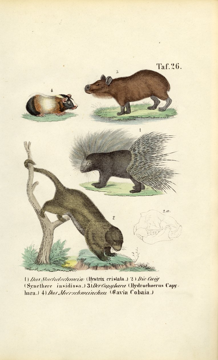 Roedores exóticos de J. W. Tenhaeff