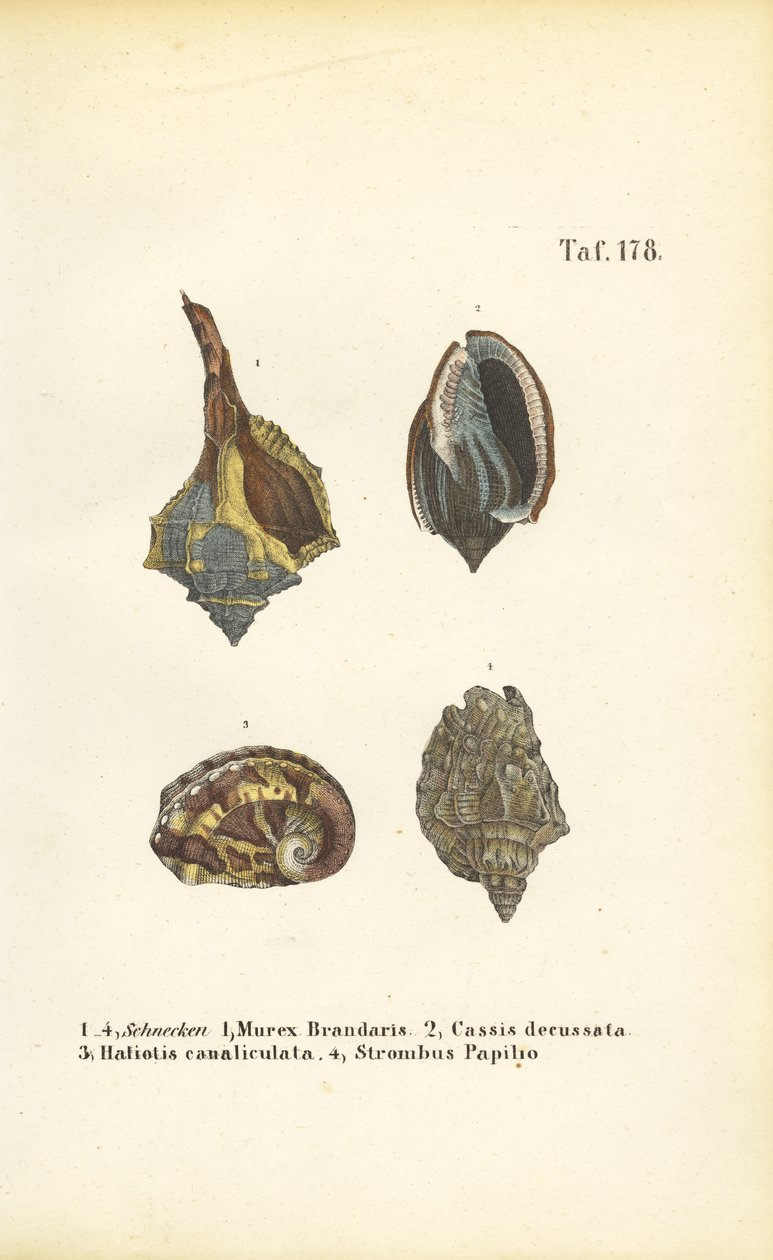  de J. W. Tenhaeff