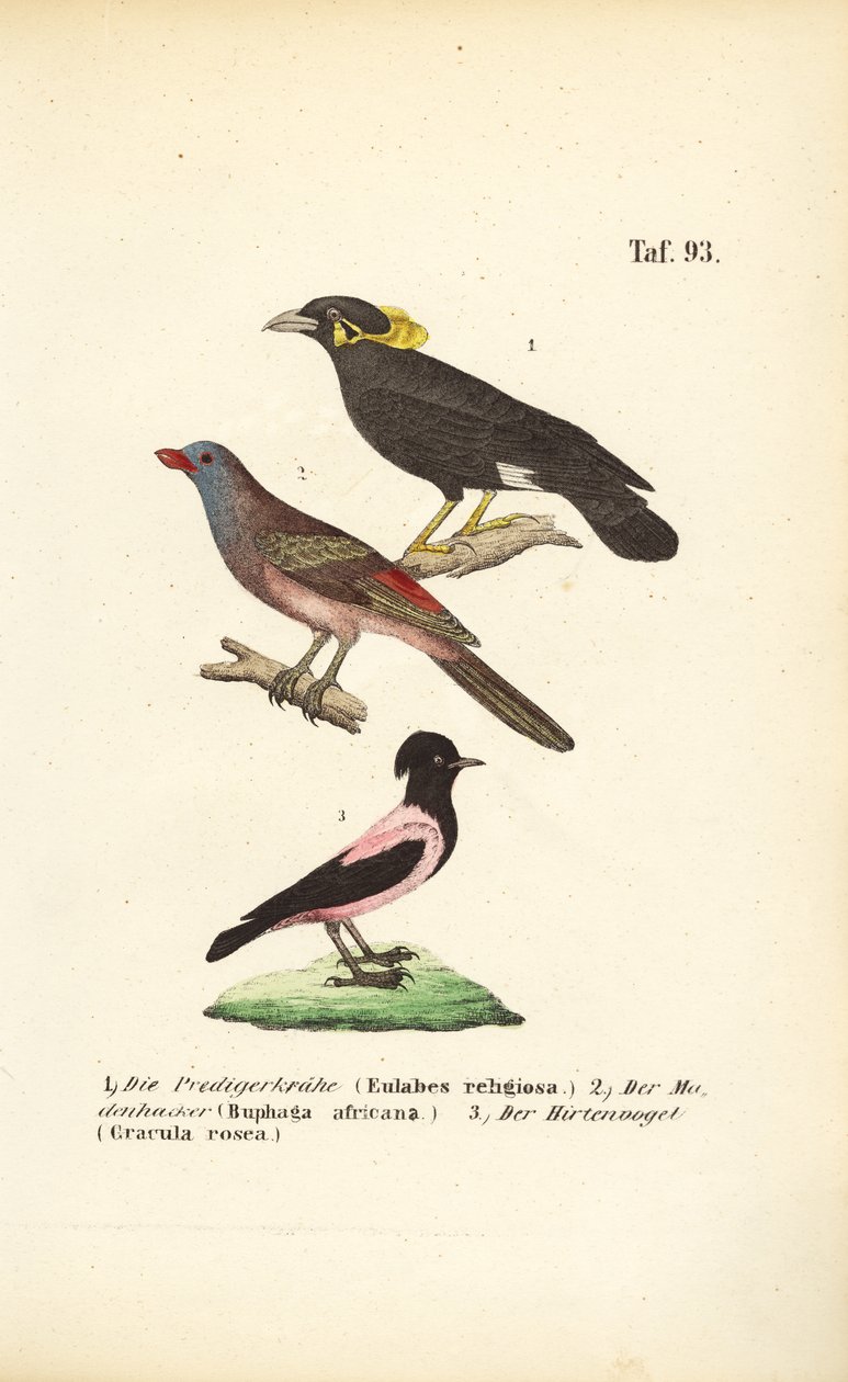  de J. W. Tenhaeff