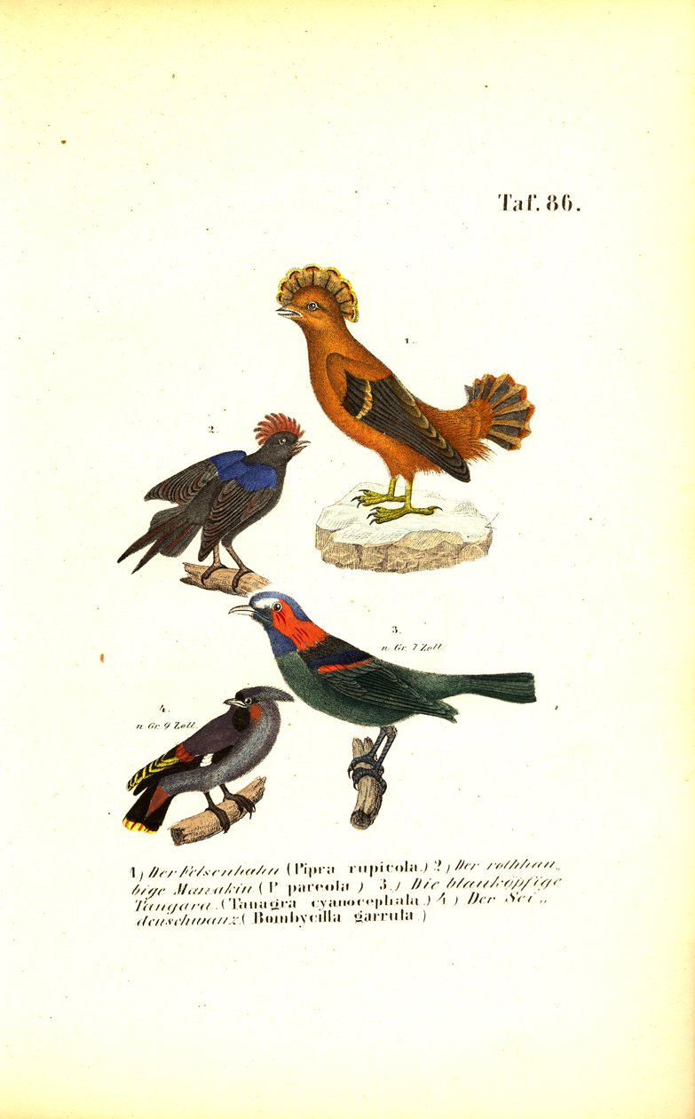  de J. W. Tenhaeff