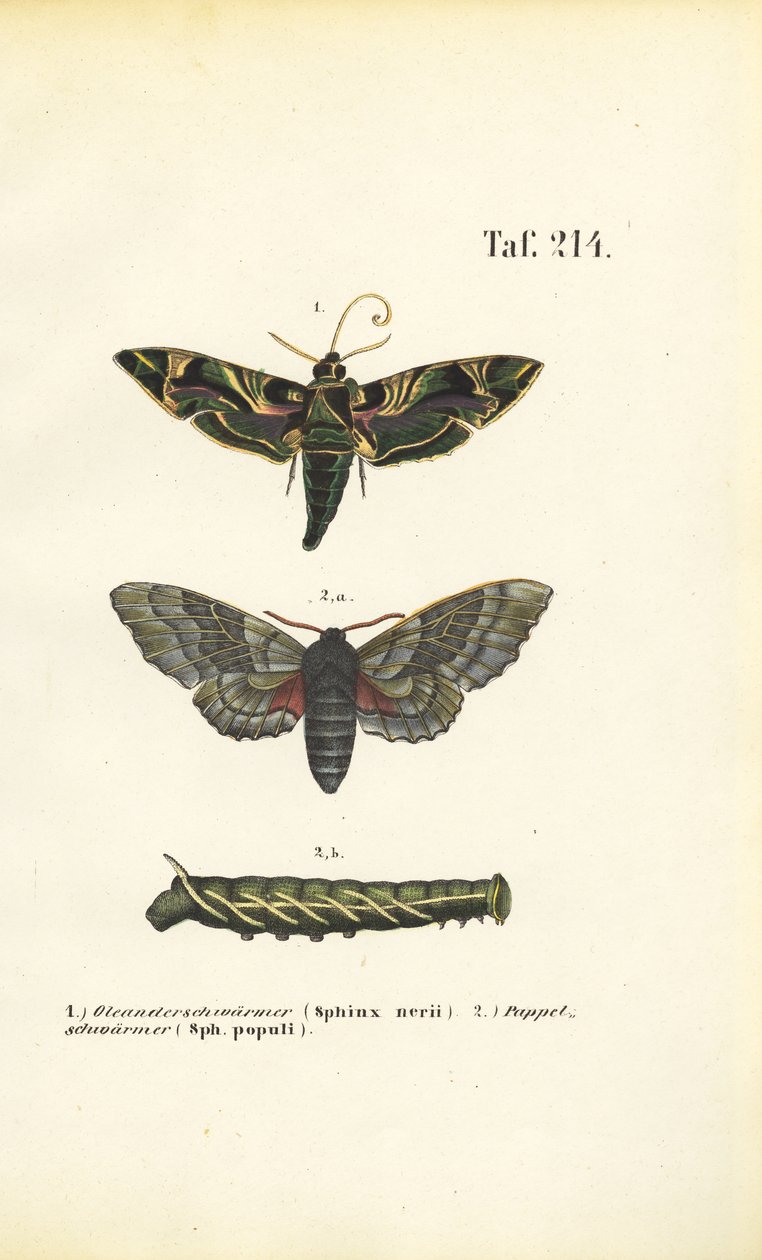  de J. W. Tenhaeff