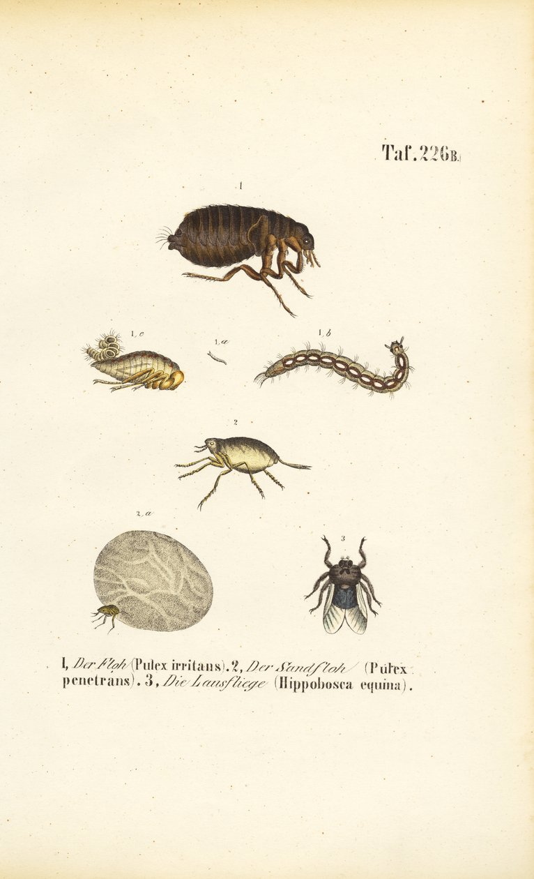 Pulga, pulga de la arena y mosca de los caballos con etapas de desarrollo de J. W. Tenhaeff