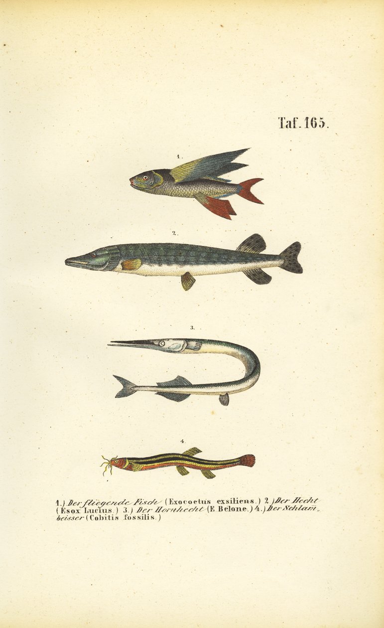  de J. W. Tenhaeff