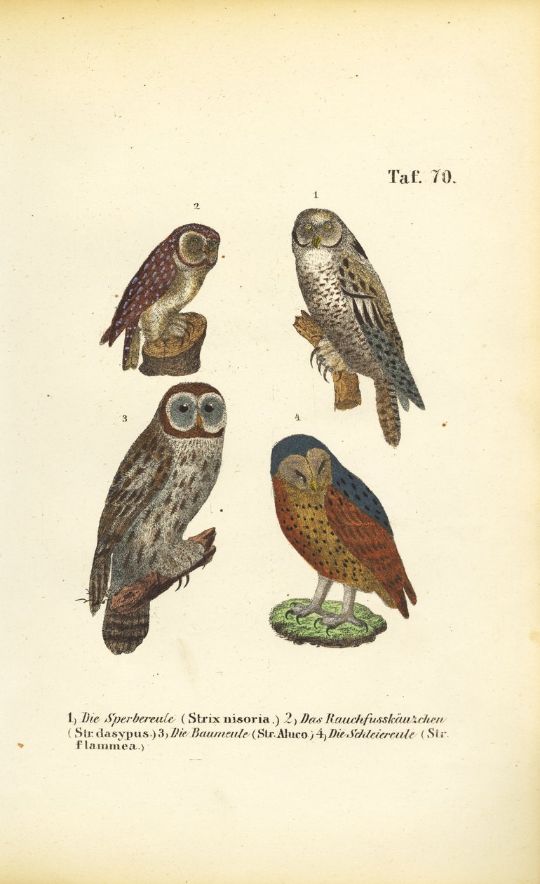  de J. W. Tenhaeff