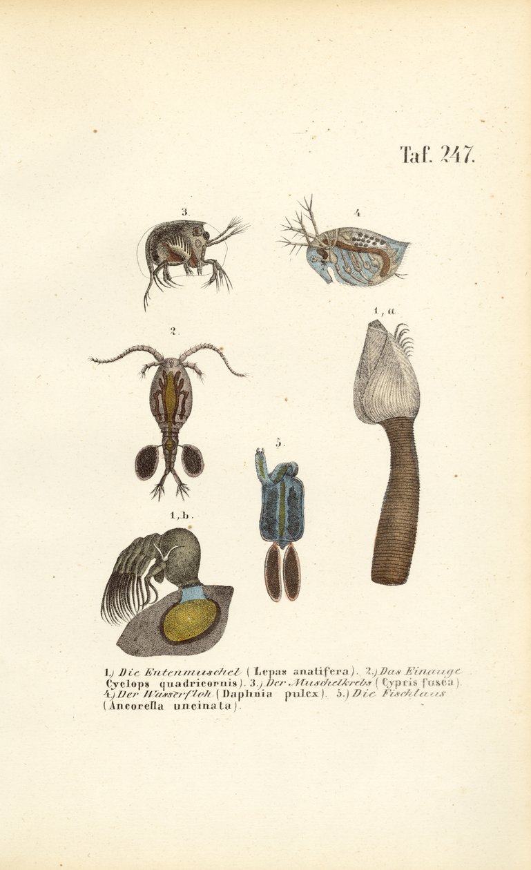 Crustáceos de agua dulce y microorganismos con caparazón de J. W. Tenhaeff