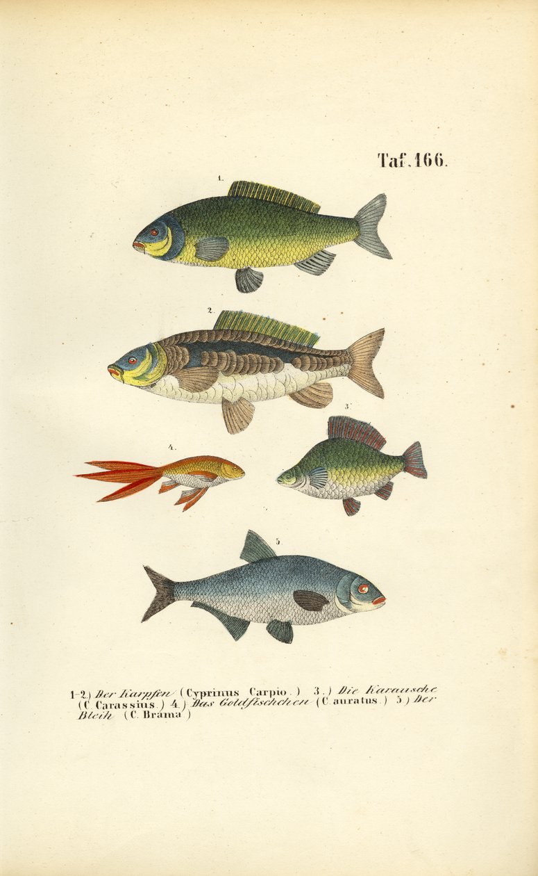 Peces de agua dulce de la familia de las carpas de J. W. Tenhaeff