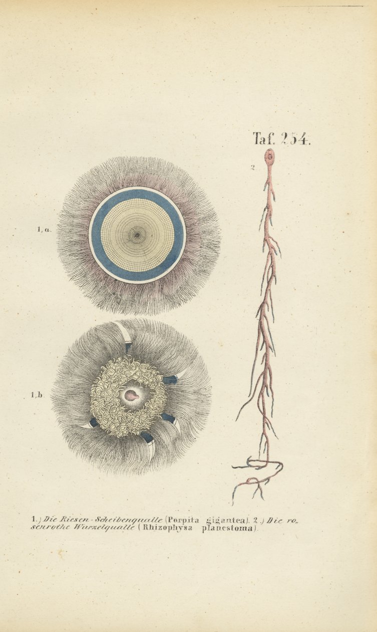 Medusa gigante de botón azul y raíz roja de J. W. Tenhaeff