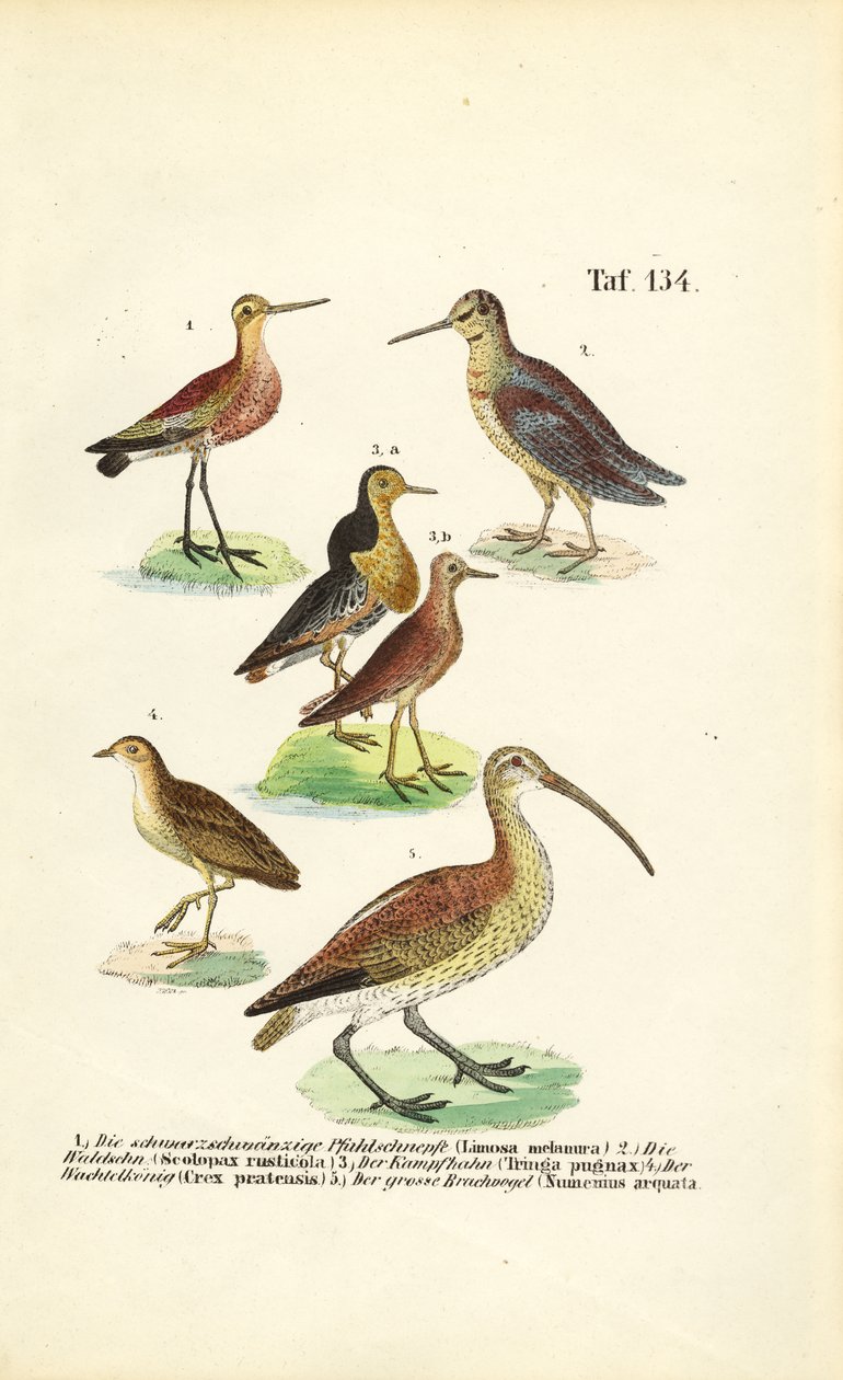  de J. W. Tenhaeff