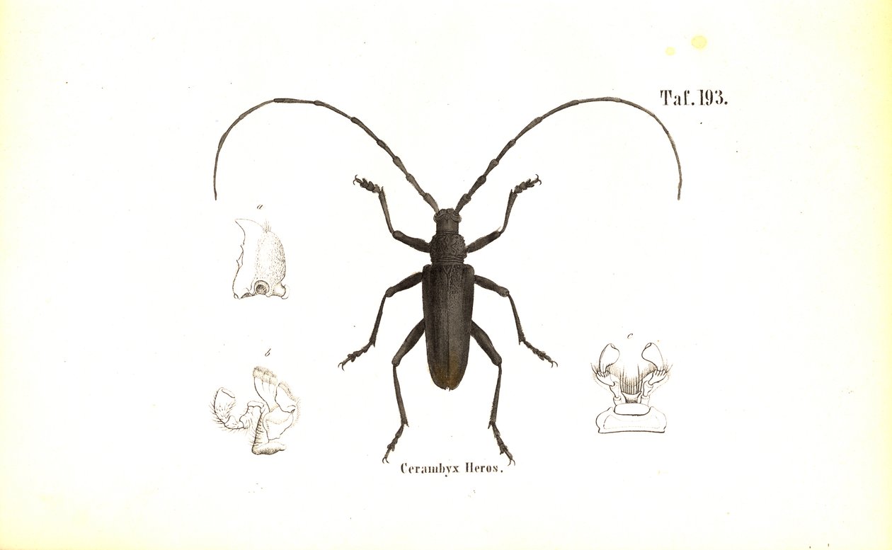  de J. W. Tenhaeff
