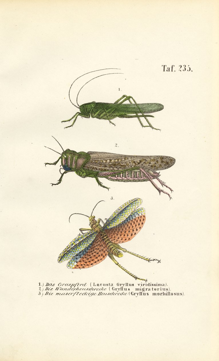  de J. W. Tenhaeff