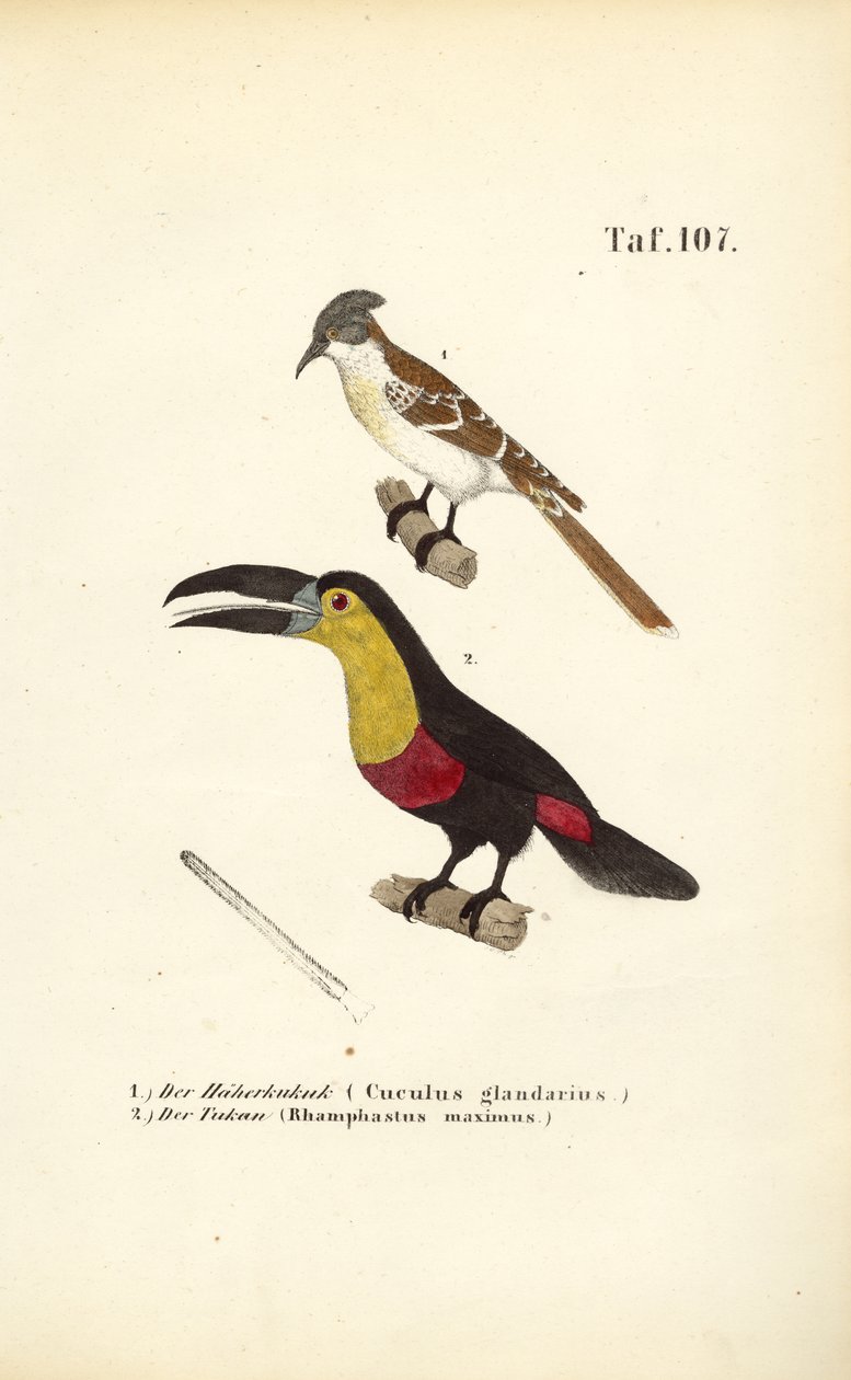 Cuco moteado y tucán de J. W. Tenhaeff