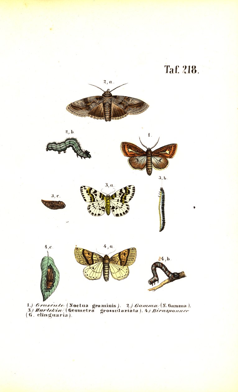  de J. W. Tenhaeff