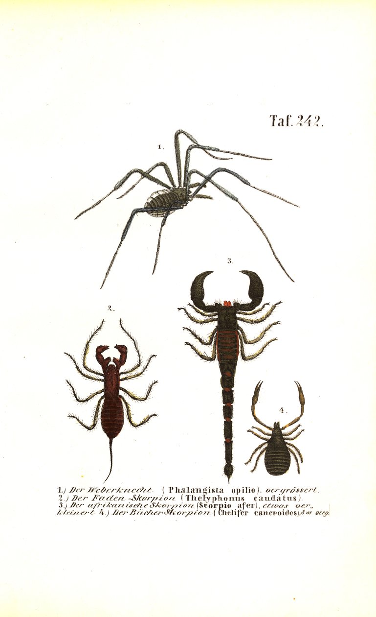 Harvestman y Scorpions de J. W. Tenhaeff