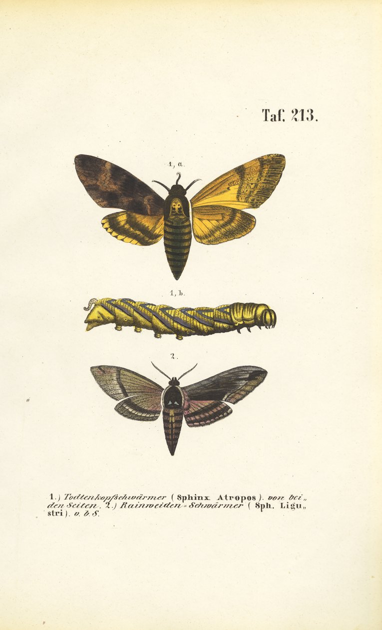 Polillas halcón de la familia Sphingidae de J. W. Tenhaeff