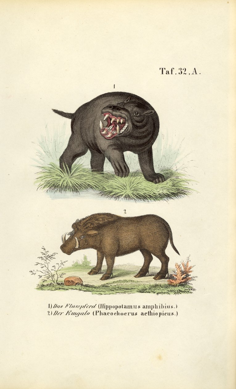 Hipopótamo y jabalí verrugoso de J. W. Tenhaeff