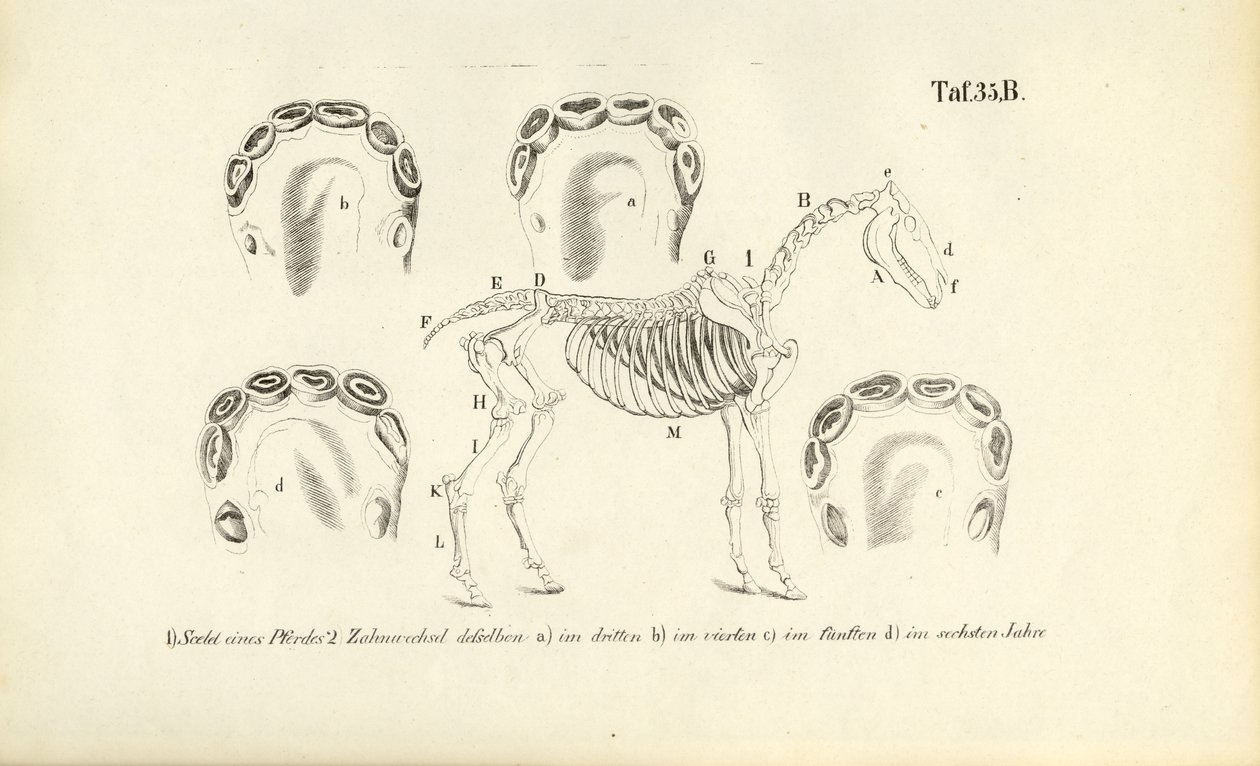 Anatomía del caballo: esqueleto y desarrollo dental de J. W. Tenhaeff