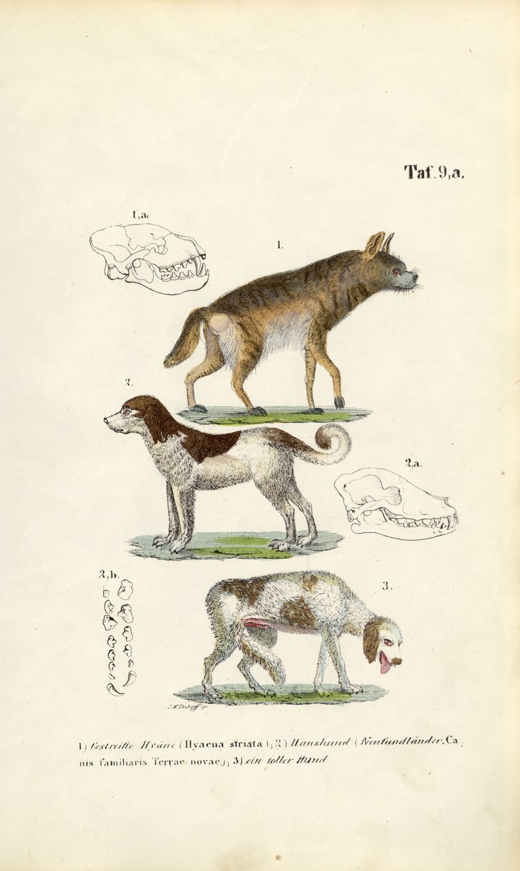 Hiena, perro doméstico y perro viejo con ilustraciones de cráneos de J. W. Tenhaeff