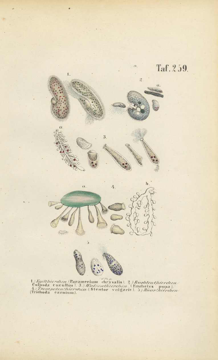 Infusorios: Paramecium, Stentor y otros ciliados de J. W. Tenhaeff