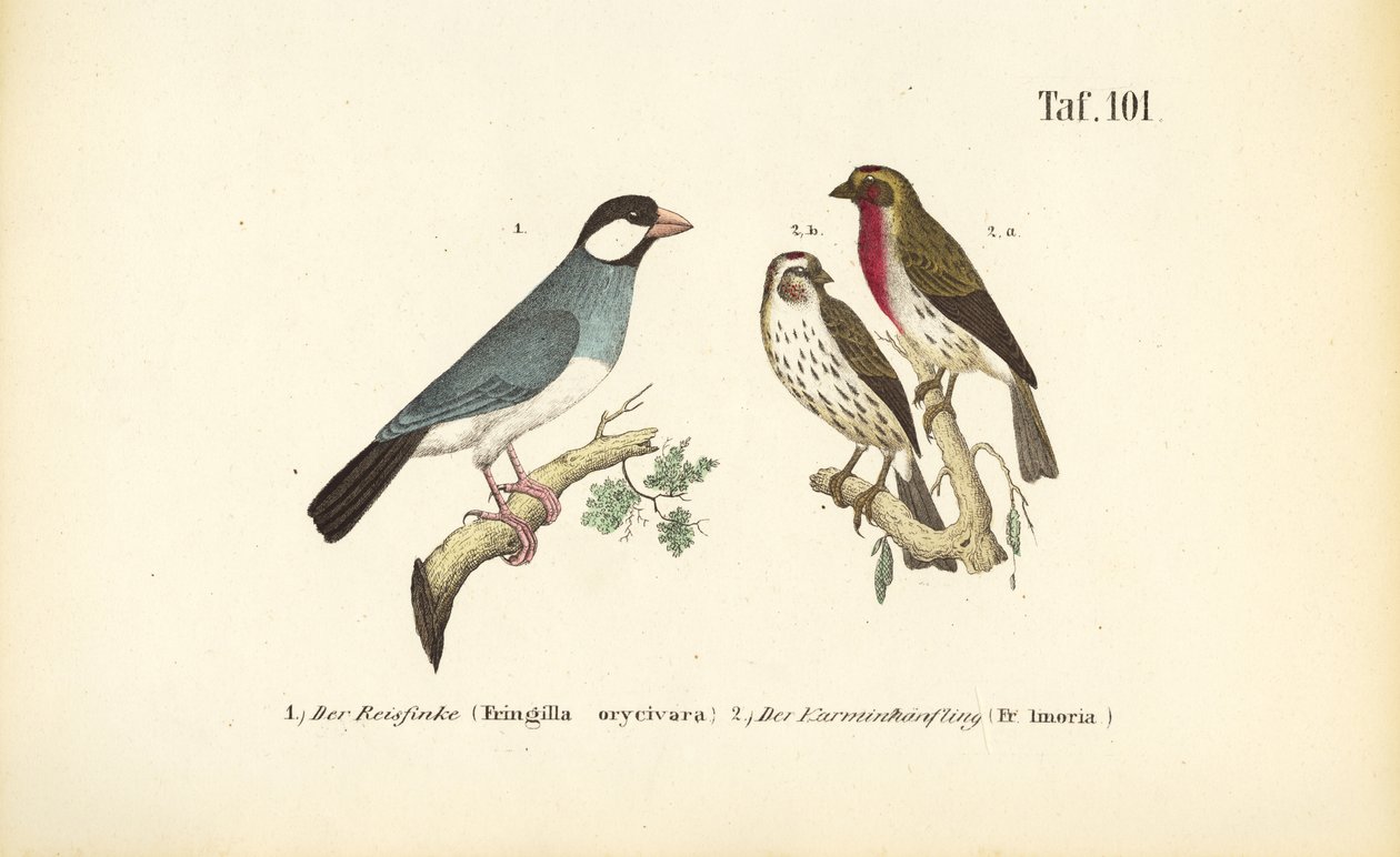  de J. W. Tenhaeff