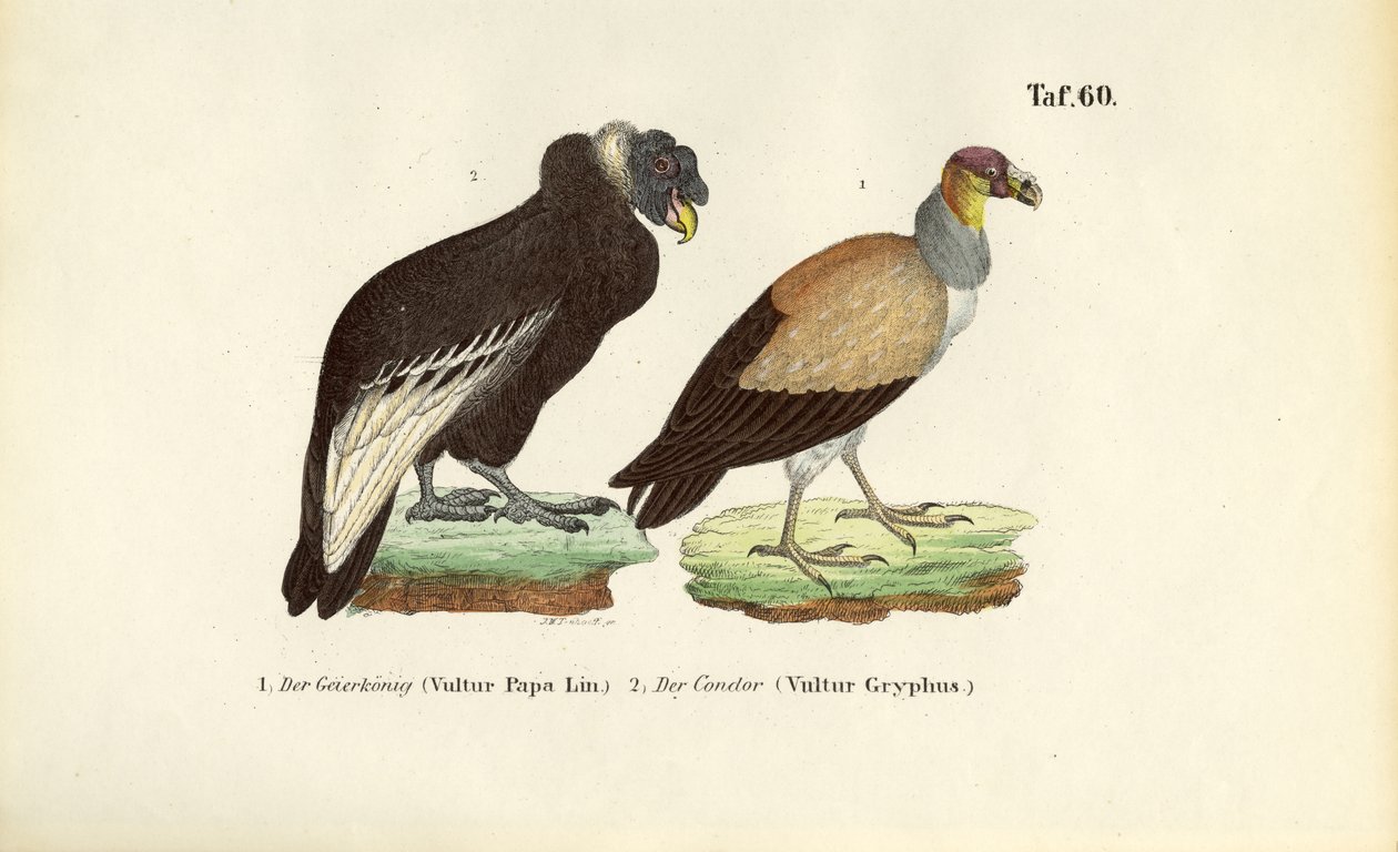  de J. W. Tenhaeff