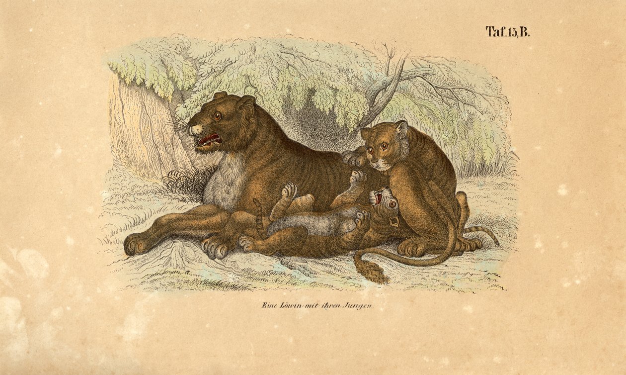  de J. W. Tenhaeff