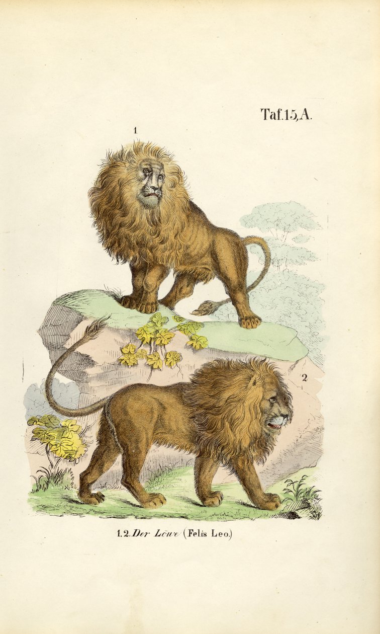 Leones en diferentes posturas de J. W. Tenhaeff