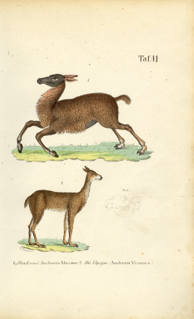  de J. W. Tenhaeff