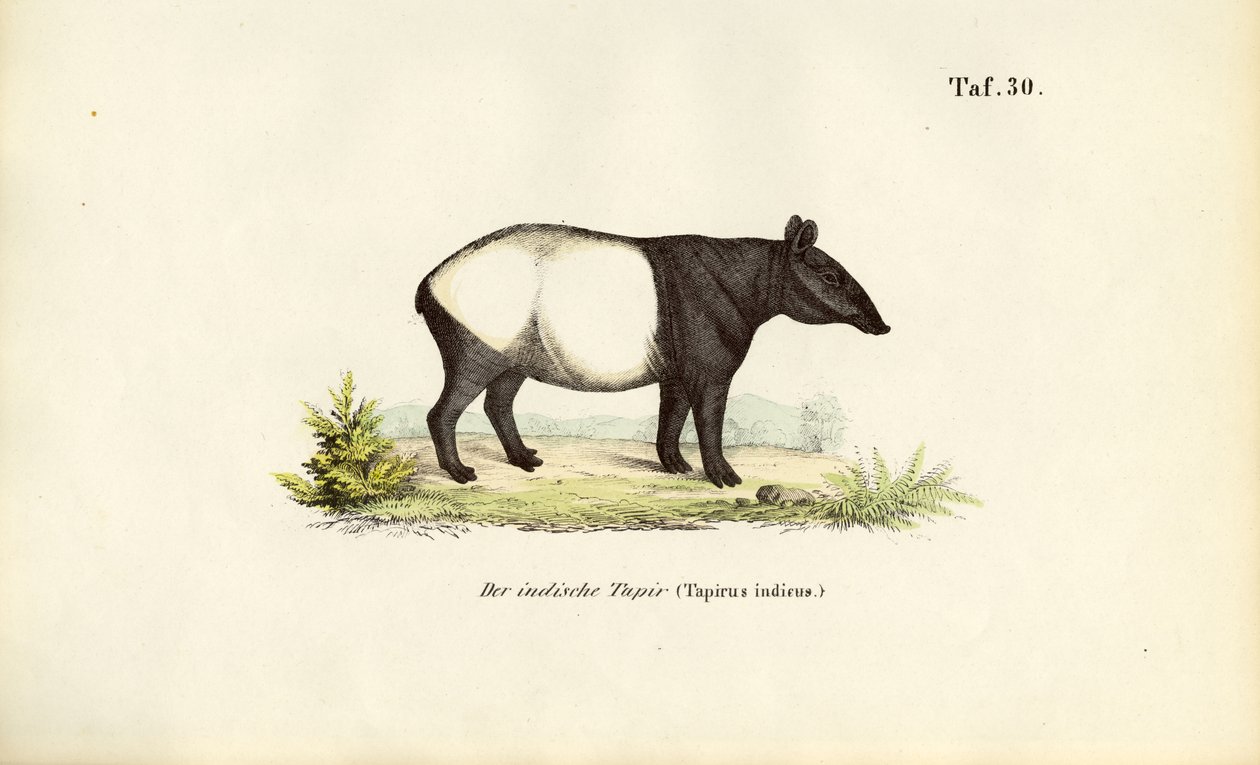 Tapir malayo de J. W. Tenhaeff