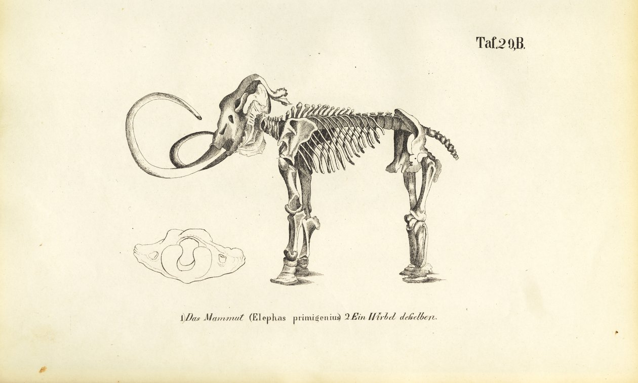 Esqueleto de mamut de J. W. Tenhaeff