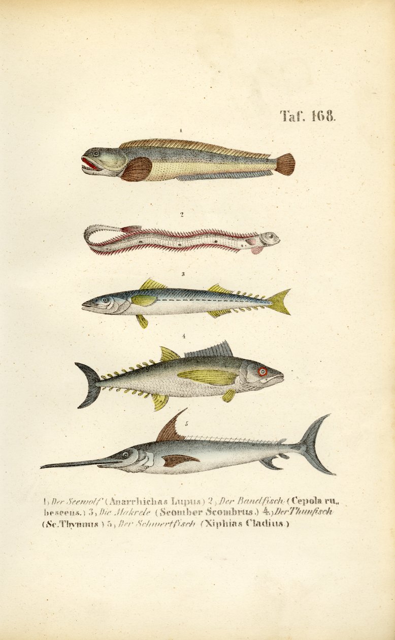 Peces marinos de aguas europeas de J. W. Tenhaeff