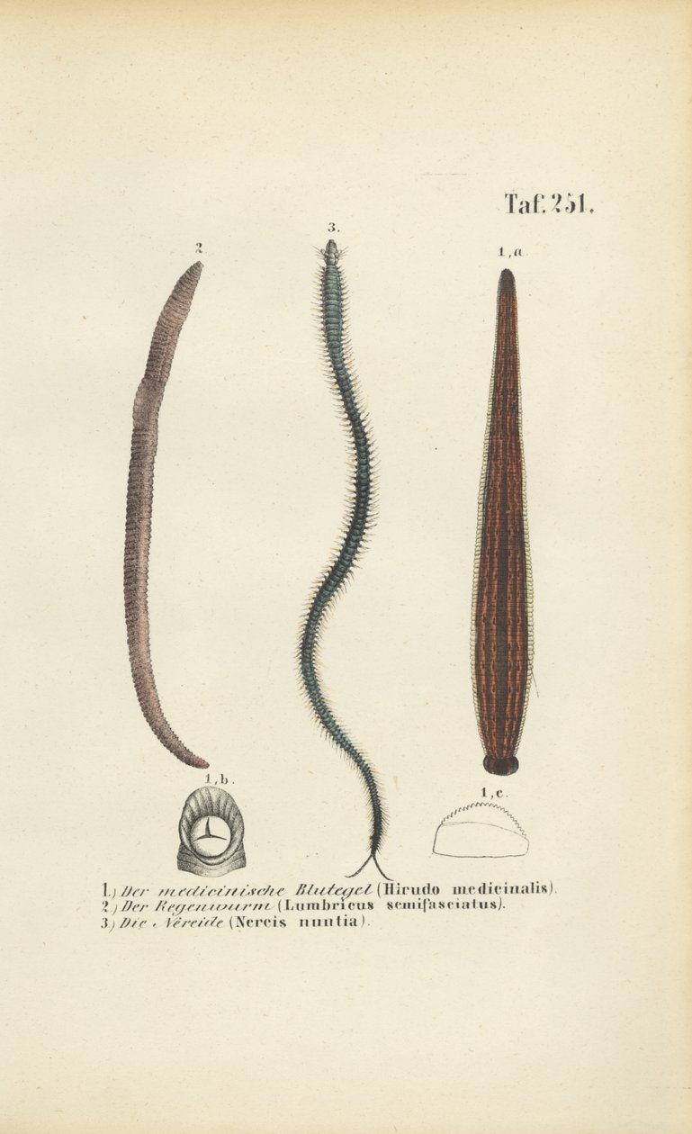  de J. W. Tenhaeff