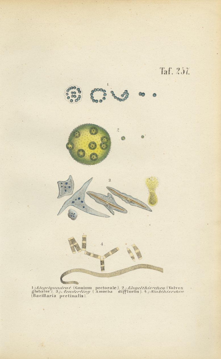  de J. W. Tenhaeff