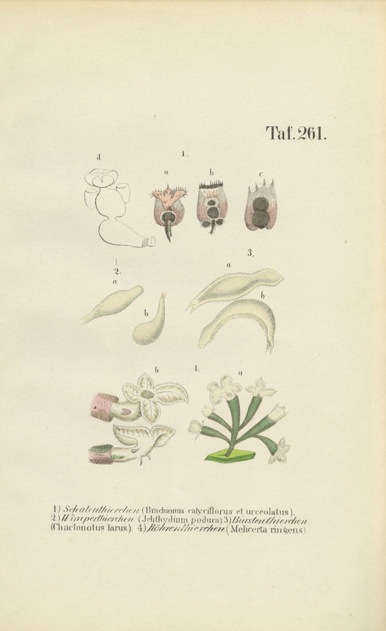 Rotíferos microscópicos: Brachionus, Ichthyidium, Chaetonotus y Melicerta de J. W. Tenhaeff