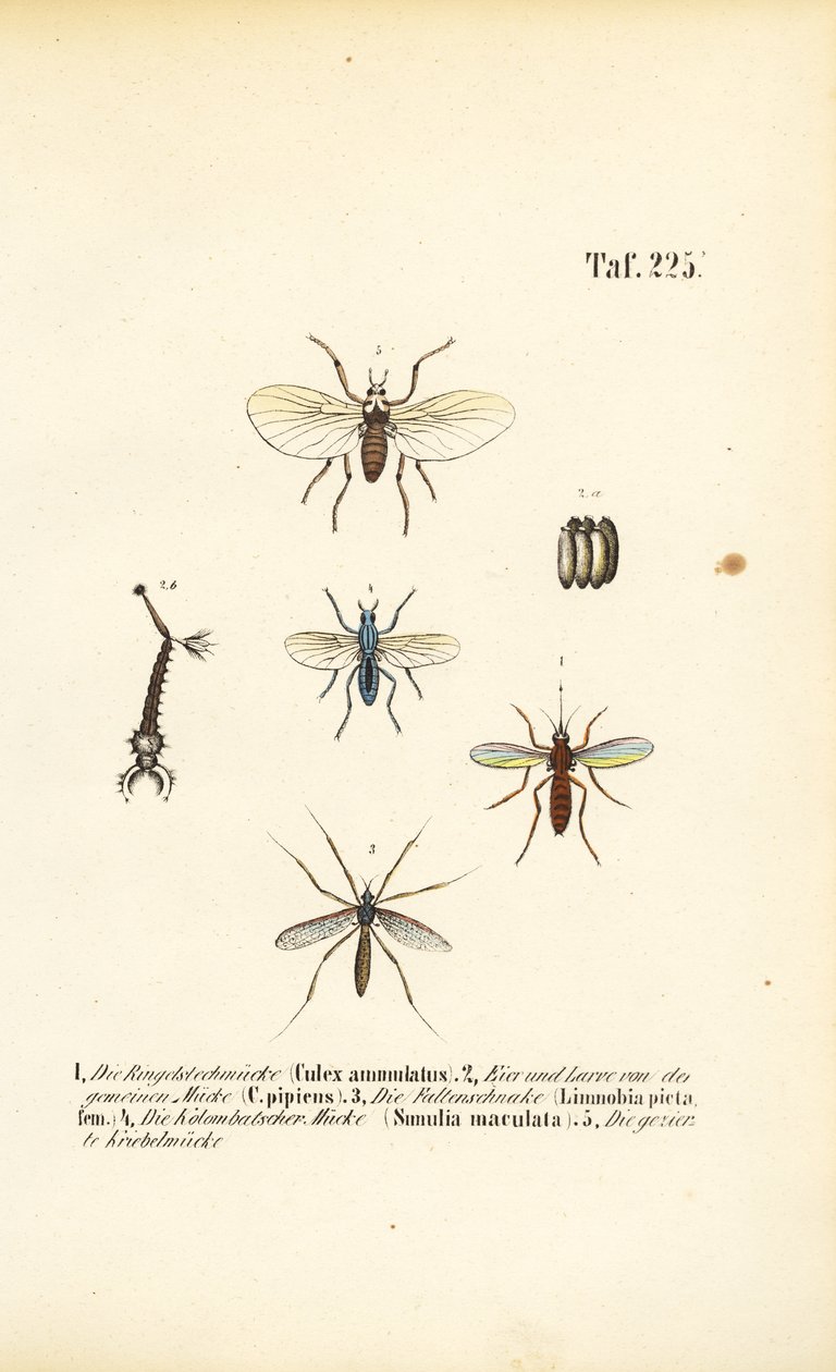 Los mosquitos y sus fases de desarrollo de J. W. Tenhaeff