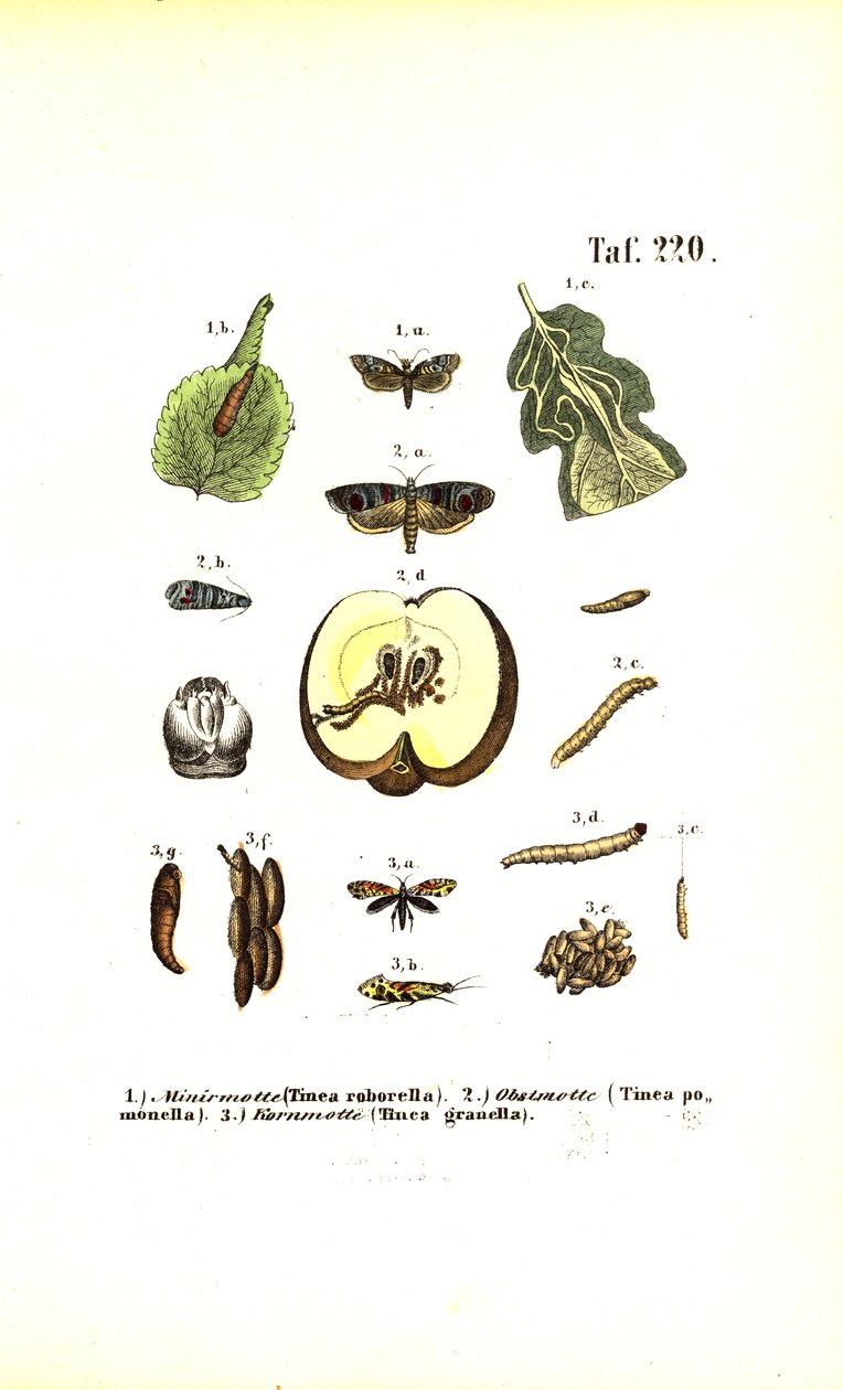 Las polillas como plagas y sus fases de desarrollo de J. W. Tenhaeff