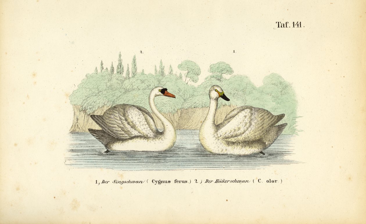Cisne vulgar y cisne cantor de J. W. Tenhaeff