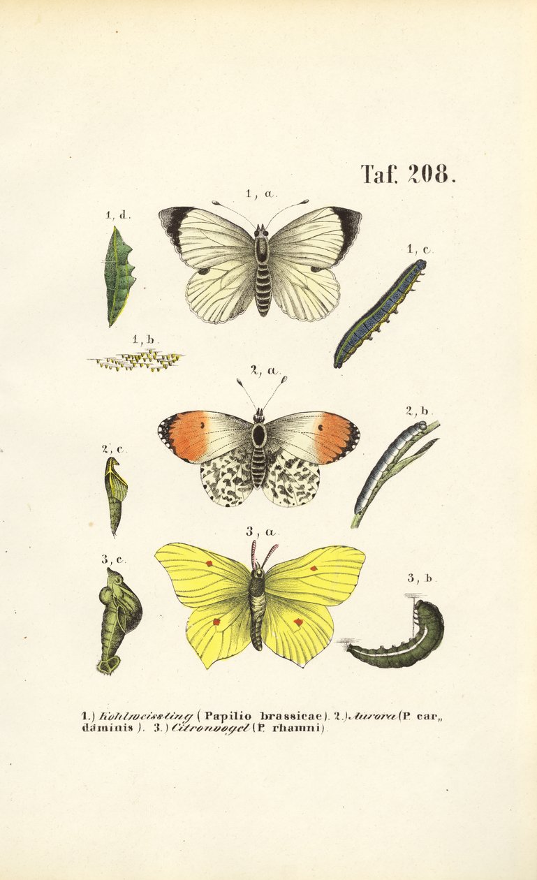 Mariposas autóctonas con sus fases de desarrollo de J. W. Tenhaeff