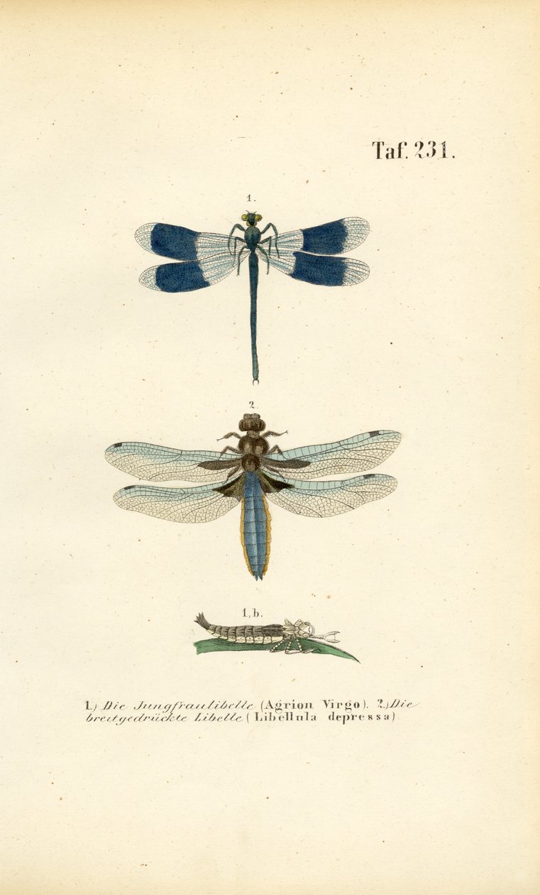 Especies autóctonas de libélulas con desarrollo larvario de J. W. Tenhaeff