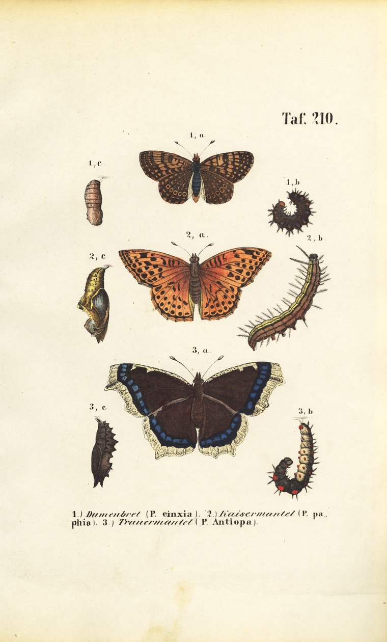 Fritillarias y mariposas de patas de pincel autóctonas con estadios de desarrollo de J. W. Tenhaeff