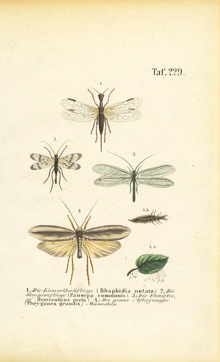  de J. W. Tenhaeff