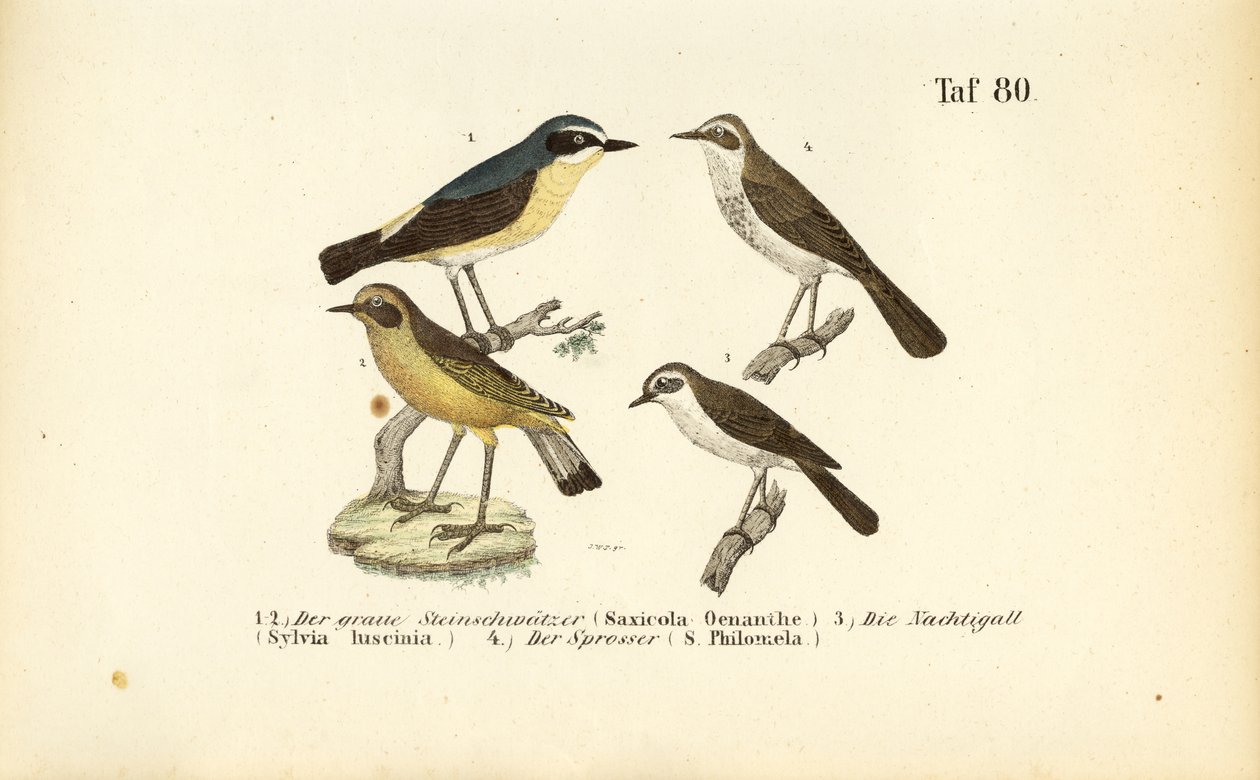 Collalba gris, Ruiseñor común y Ruiseñor zorzal de J. W. Tenhaeff