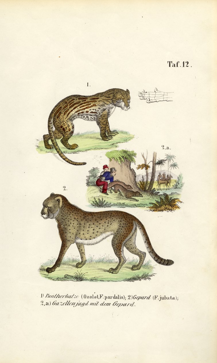 Caza de ocelotes, guepardos y chitas de J. W. Tenhaeff
