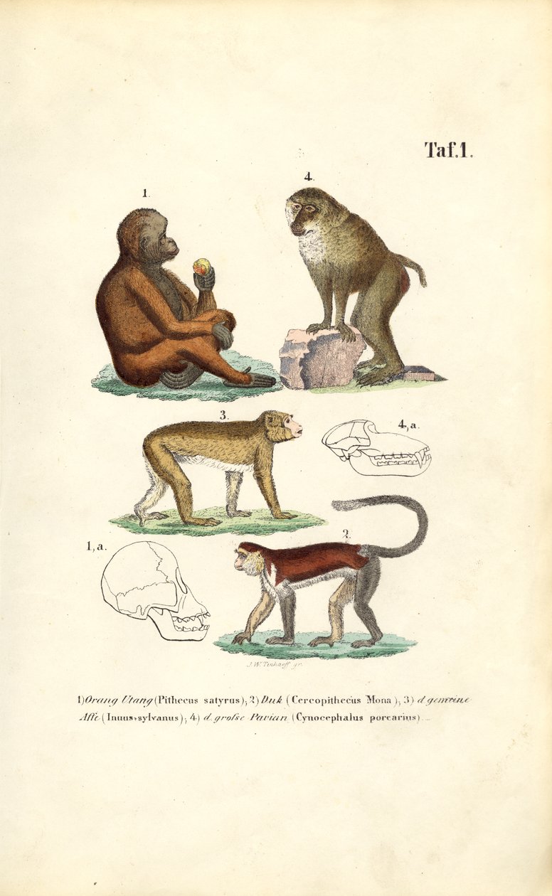 Monos del Viejo Mundo: Orangután, Macaco, Mono y Mandril de J. W. Tenhaeff