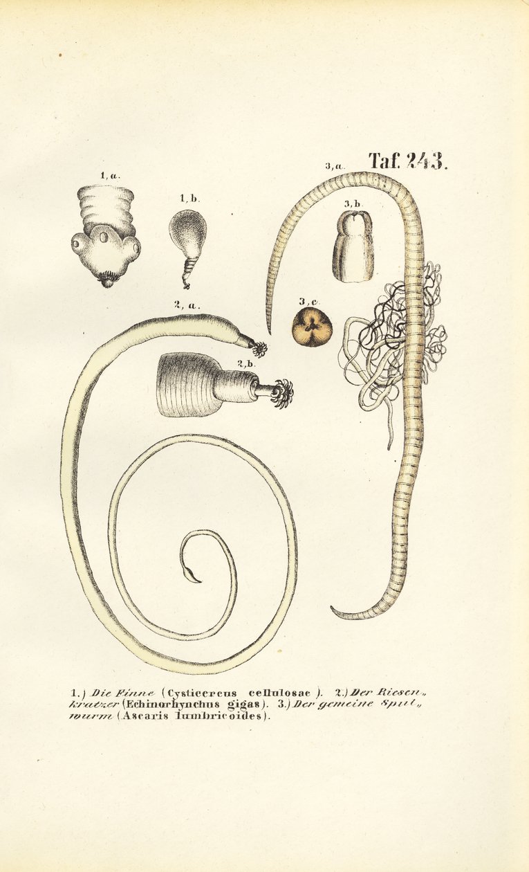  de J. W. Tenhaeff